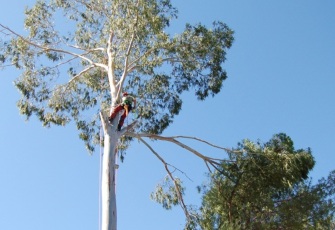 Podas de árboles y jardines